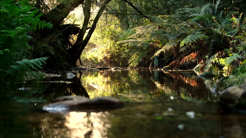Serene babbling brook through verdant pristine rainforest at sunset