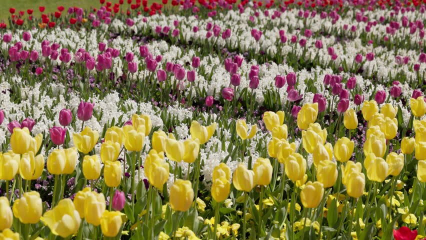 Bees pollinate vibrant yellow and purple tulips interspersed with stunning white blooms at Canberra's Floriade festival. A beautiful scene of spring, nature, and science in action.