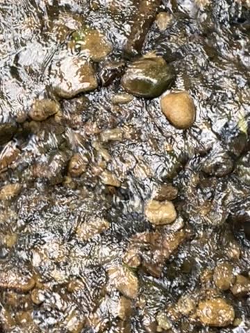 Pebbly stream after the rain 