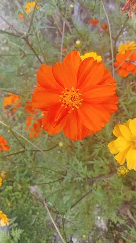 Orange and Yellow Flowers in Garden. Beauty.