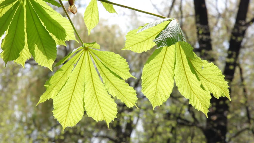 Chestnut tree leaves