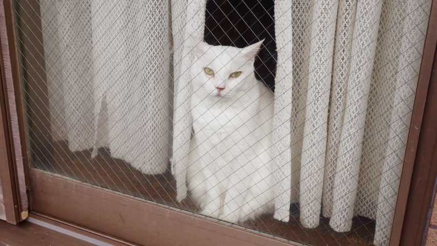 A peaceful shot of a white cat with yellow eyes sitting behind a glass window with a curtain.