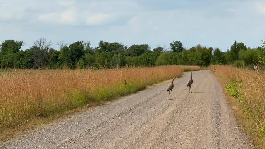Slow motion of sandhill cranes taking flight in Minnesota