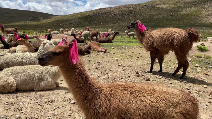 The heard of llamas on pasture on the Altiplano, Arequipa, Peru
