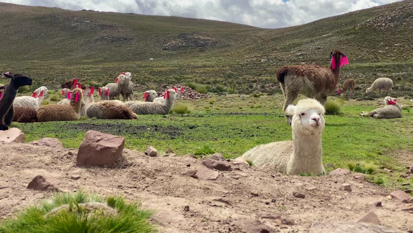 The heard of llamas on the Altiplano, Arequipa, Peru