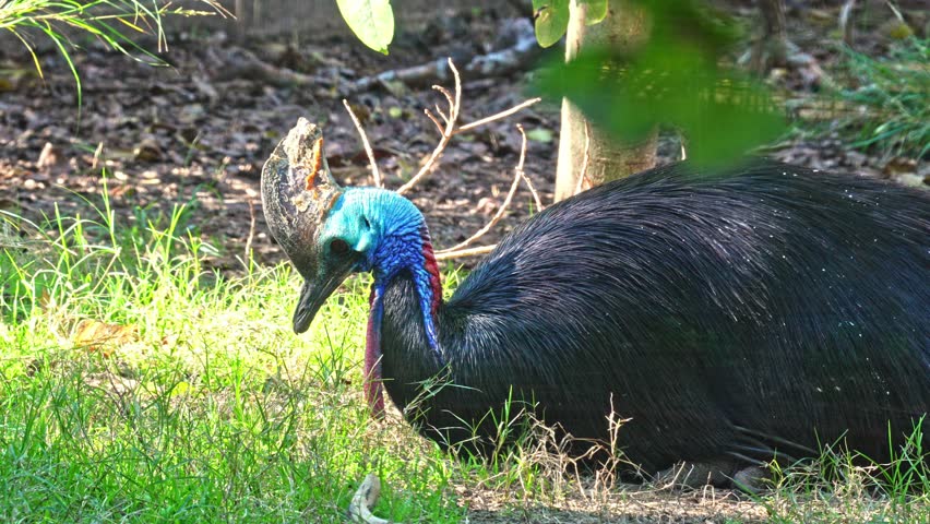 Southern Cassowary (Casuarius casuarius) also known as double-wattled cassowary, Australian cassowary, or two-wattled cassowary
