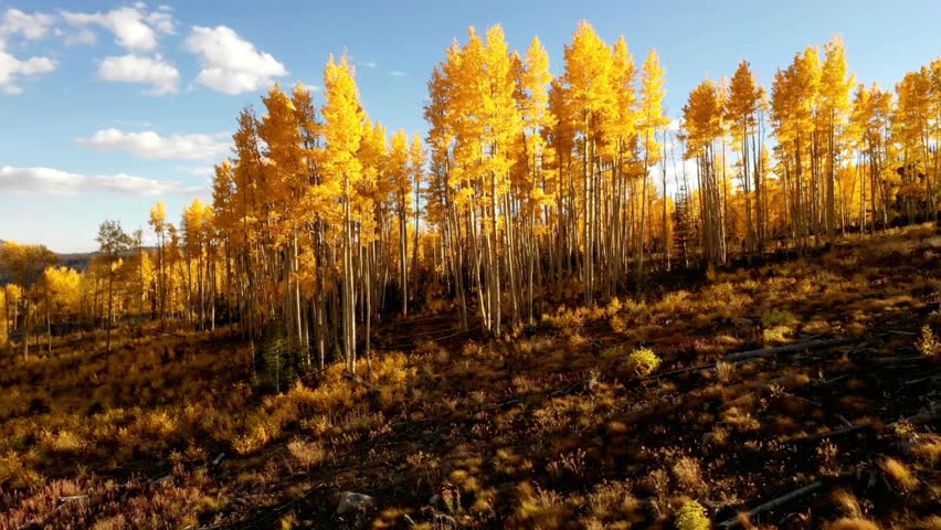 A hillside covered in golden aspen trees under a blue sky