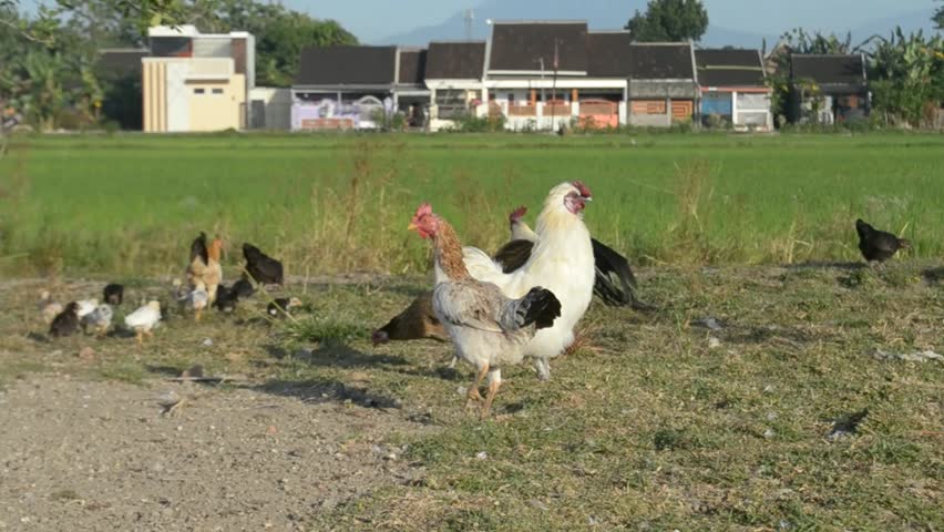 A male chicken approaches the female for mating, free range chickens