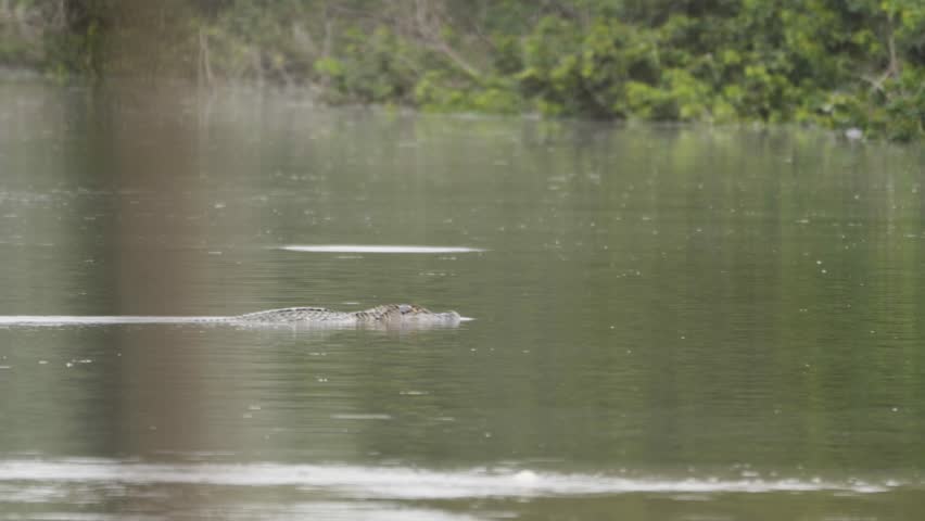 Black caiman swimming across the river