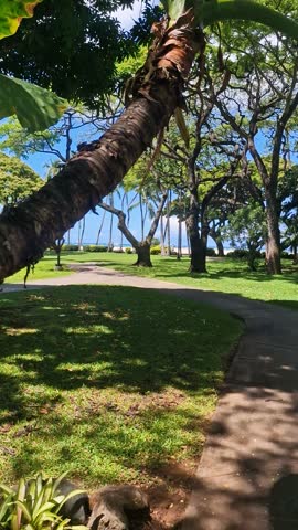 Vertical View of Beachfront Park and Waikiki Beach, Honolulu, Hawaii USA