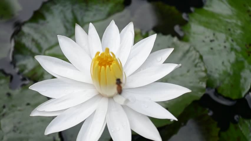 A small bee entered the bud of a white lotus flower, white water lily