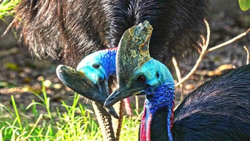 Southern Cassowary (Casuarius casuarius) also known as double-wattled cassowary, Australian cassowary, or two-wattled cassowary.The male engages in priming behavior toward the female