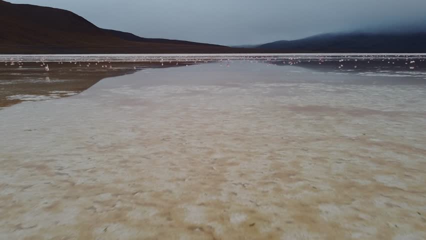 Aerial drone footage over a vast pink lake in Bolivia’s Altiplano near the Uyuni Salt Flats. Thousands of beautiful pink flamingos walk across the shallow water with mountains in the background