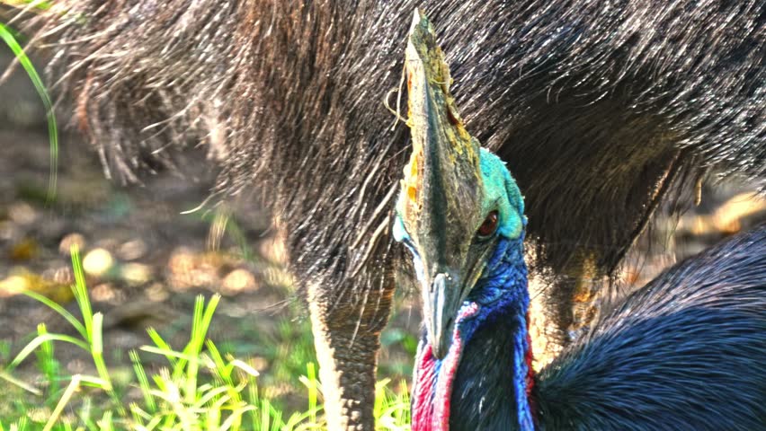 Southern Cassowary (Casuarius casuarius) also known as double-wattled cassowary, Australian cassowary, or two-wattled cassowary.The male engages in priming behavior toward the female