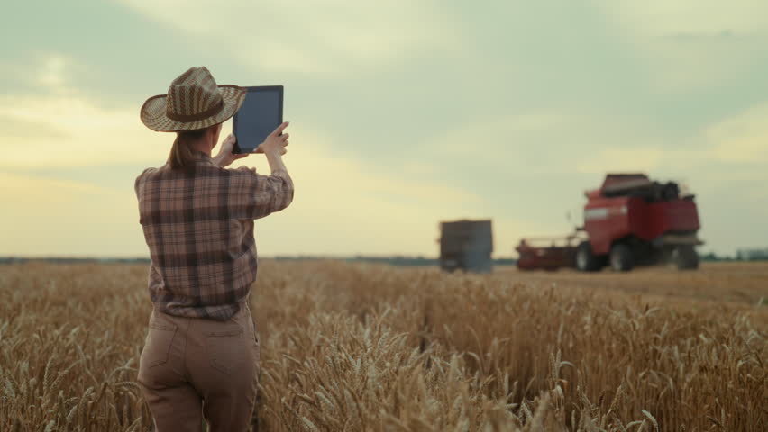 Slender woman farmer admiring beautiful golden rye fields in summer, back view. Female farm worker controlling workers of harvesting machinery in wheat field, growing cereals for food industry