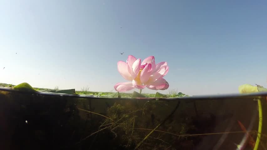 Pink lotus flower blooms serenely, half submerged in the tranquil water