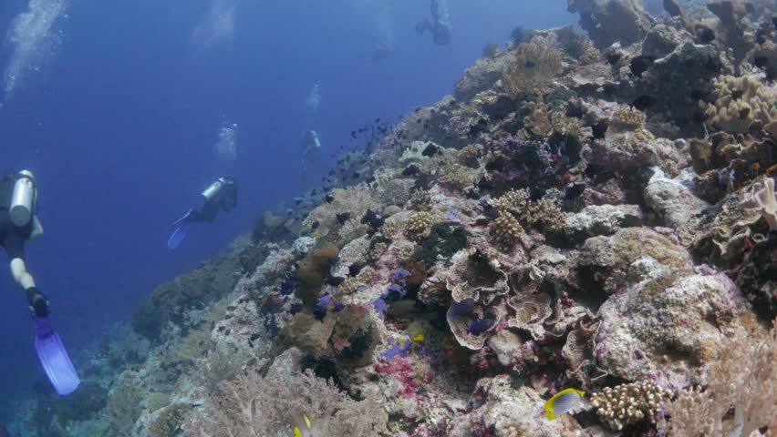 Scuba divers explore a vibrant coral reef in the ocean