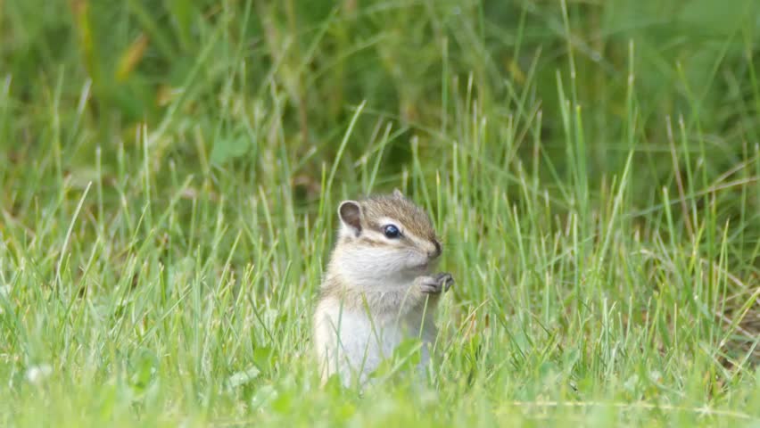 A cute chipmunk sits upright in a vibrant green field of tall grass