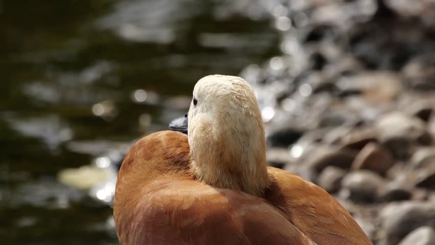 A closeup of a ruddy shelducks head and neck near the water