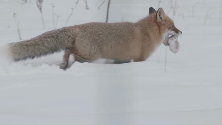A red fox is running through the snow with a rabbit in its mouth