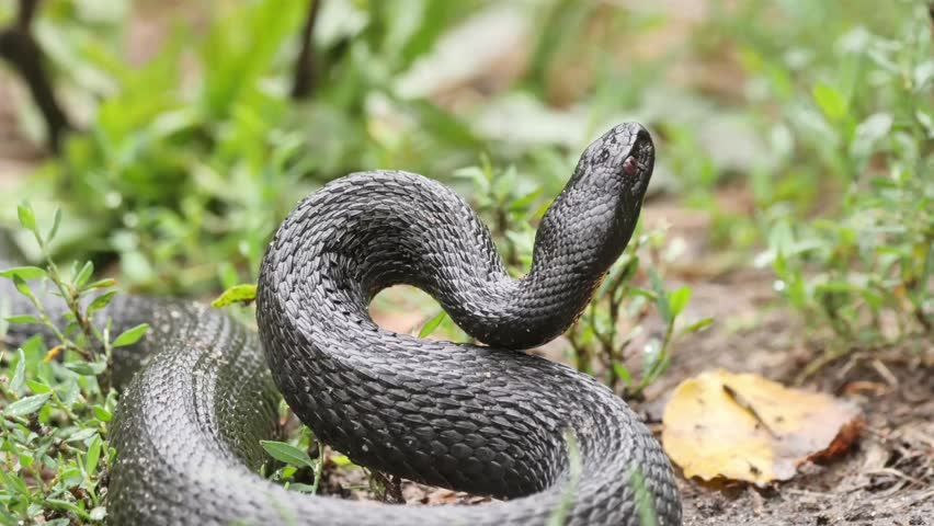 A black adder snake coiled on the ground among green foliage