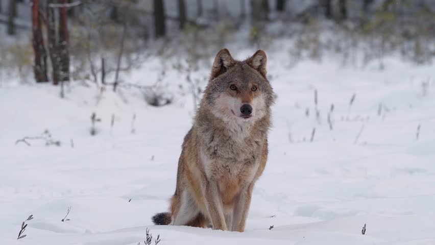 A gray wolf sits in the snow in a forest environment looking forward