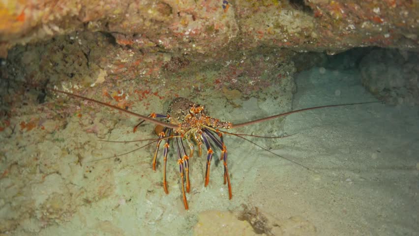 Spiny lobster resting on the ocean floor near a rock