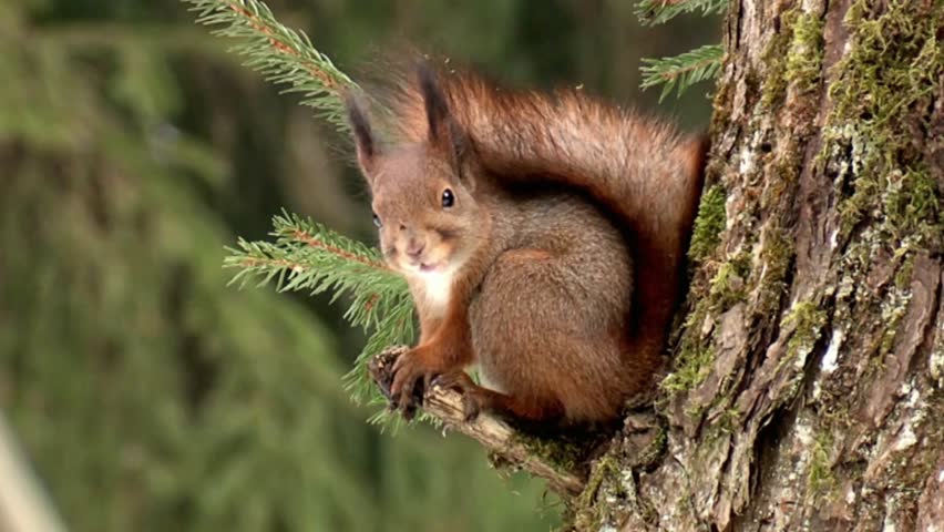A red squirrel sits on a tree branch looking at the camera