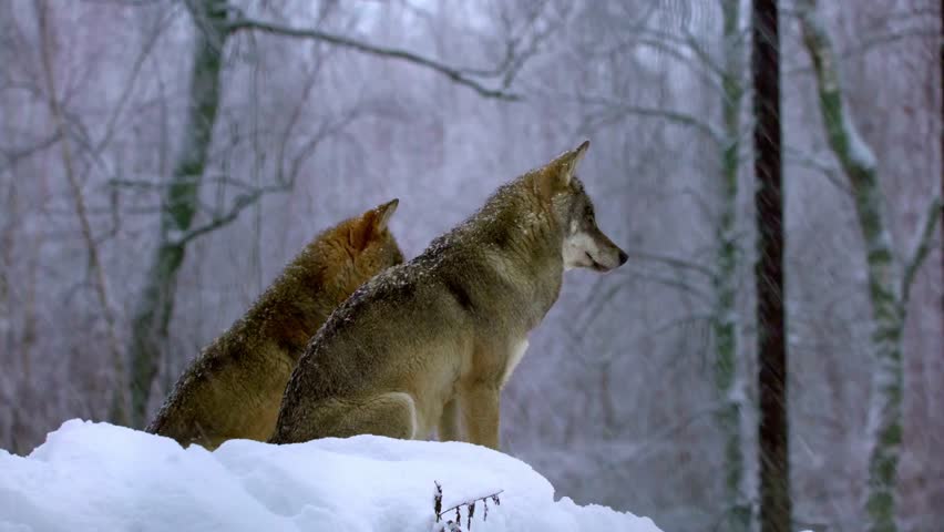Two wolves sit in the snow, gazing into the winter forest