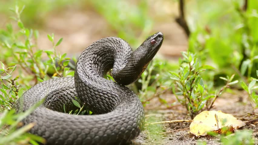 A black adder snake coiled and alert in its natural habitat