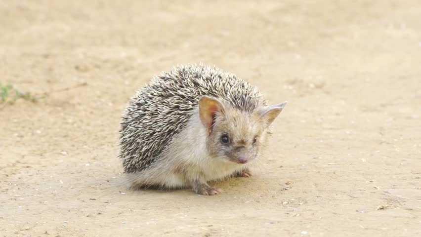 A cute longeared hedgehog standing on sandy ground in a natural setting