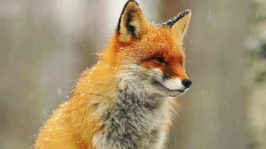 A red fox sits alertly in a snowy, blurred forest environment