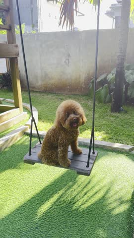 brown poodle play swings in the playground and looks so hapy cute and adorable