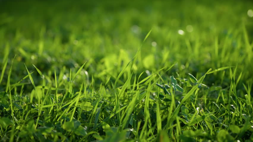Sunlit close-up of vibrant green grass blades and small clover leaves in a lush lawn, with soft bokeh and shallow focus creating a serene, natural texture across groundcover