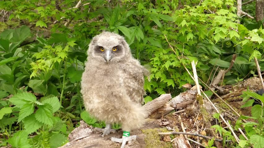 A young great horned owl sits on a branch in a forest