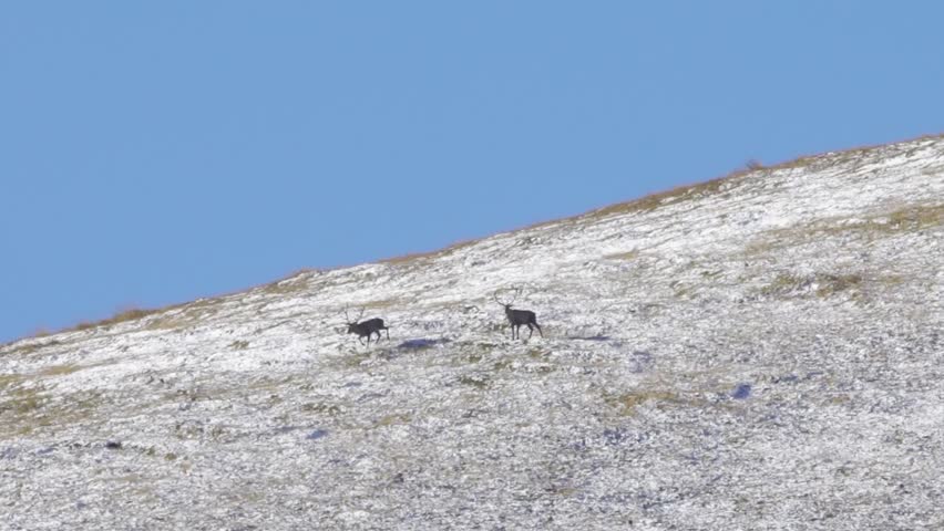Two caribou graze on a snowy hillside under a clear blue sky