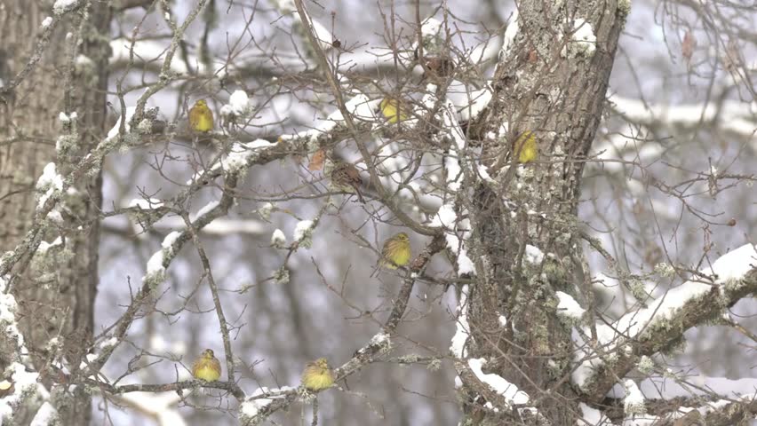 A flock of vibrant yellow birds perched on snow covered branches