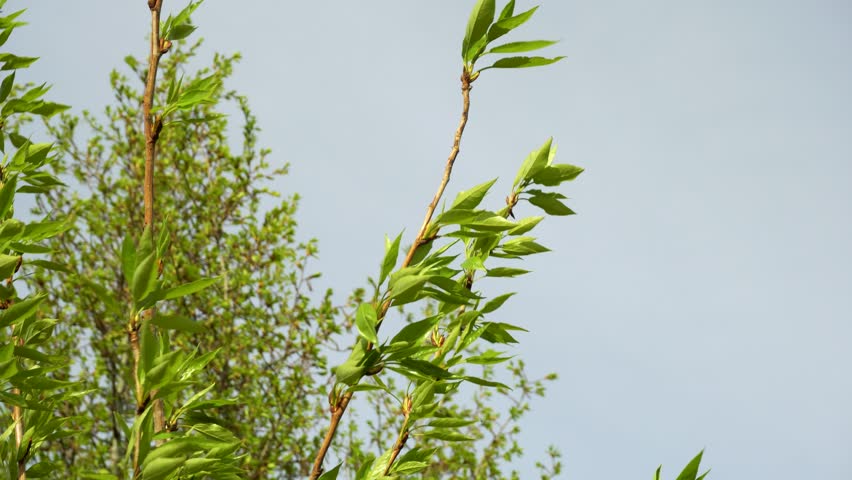 Willow branches with young green leaves swaying against the blue sky on a warm spring day