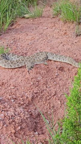 Vertical handheld video of a Western Diamondback Rattlesnake Crotalus atrox in a defensive strike position.