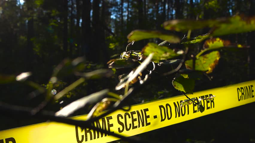 Gorgeous video of sunlight backlighting a yellow colored police line crime scene tape ribbon in a forest thats is viewed from behind some tree branches. sun rays and lense flare visible in the front.