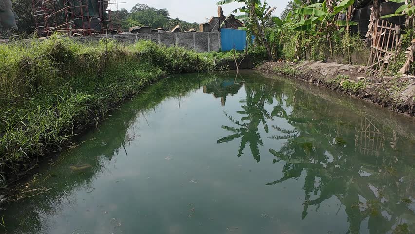 A small pond surrounded by grass and banana trees, with reflections on the calm water surface. Rural environment, natural scenery, and countryside lifestyle.