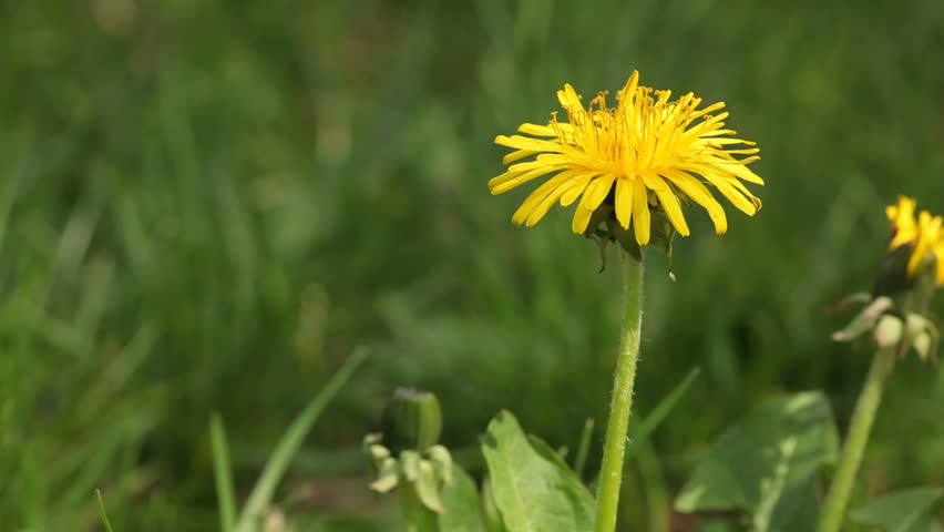 Closeup of dandelion