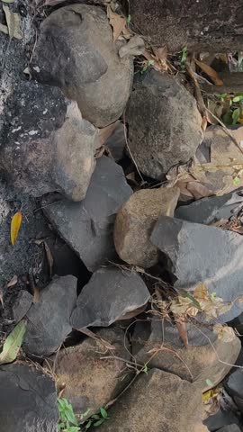 Anolis carolinensis lizard is mating on a rock.