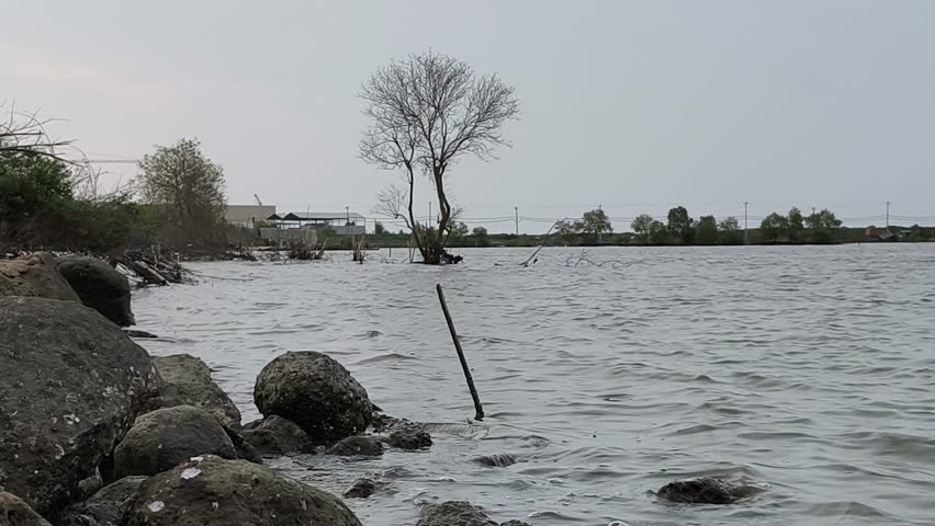 A tree drying out in the water of a pond.