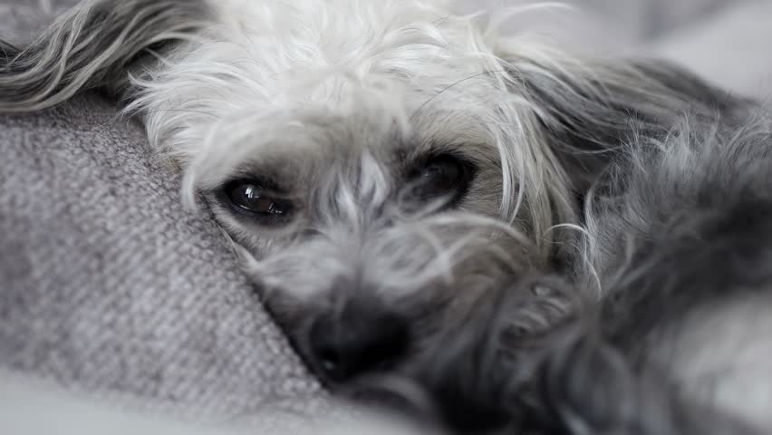 Sad Fluffy Gray Dog Lying in Bed at Home, Looking Sick or Lonely, Waiting for Owner, Feeling Unwell or Depressed. Cute pet.