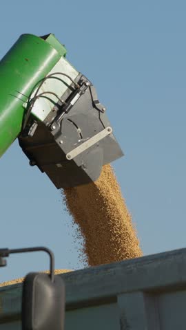 Soybean grain is dumped from a combine into a truck during the harvest season.