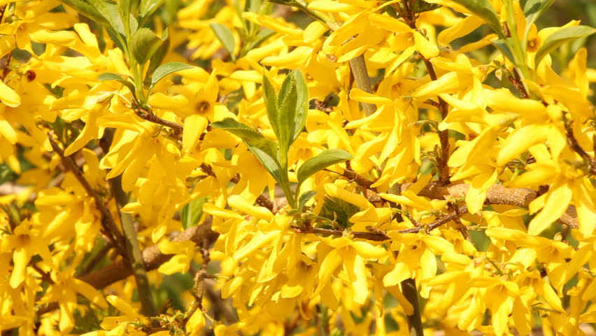 Yellow blossoms