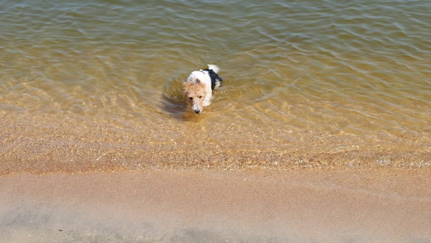 The dog runs out of the water and dusts himself off, splashes flying to the sides. A fox terrier on the seashore. Family summer vacation by the sea with a dog. Healthy lifestyle and pets.