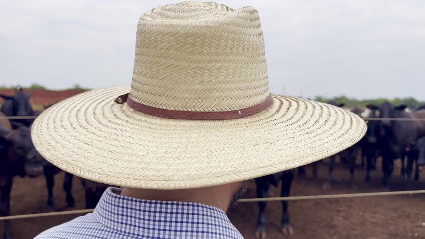 Farmer looking for Animals and feed in feedlot system. High technology in animal nutrition a confinement