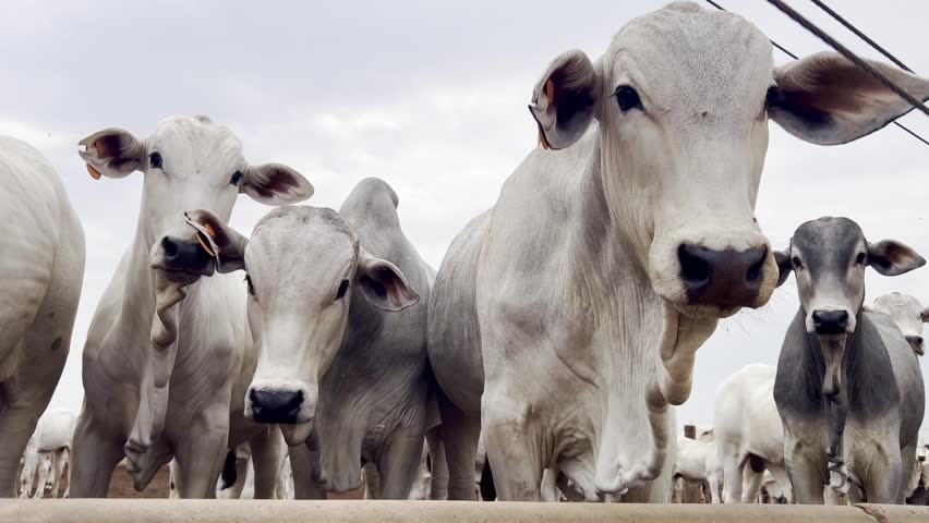 Feedlot of steers Nellore . Intensive rearing in confinement